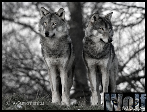 02 Brothers Copyright Villayat Sunkmanitu.jpg